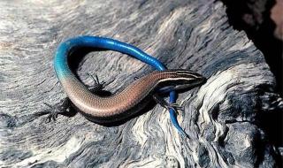 中华石龙子最长多长 中国石龙子